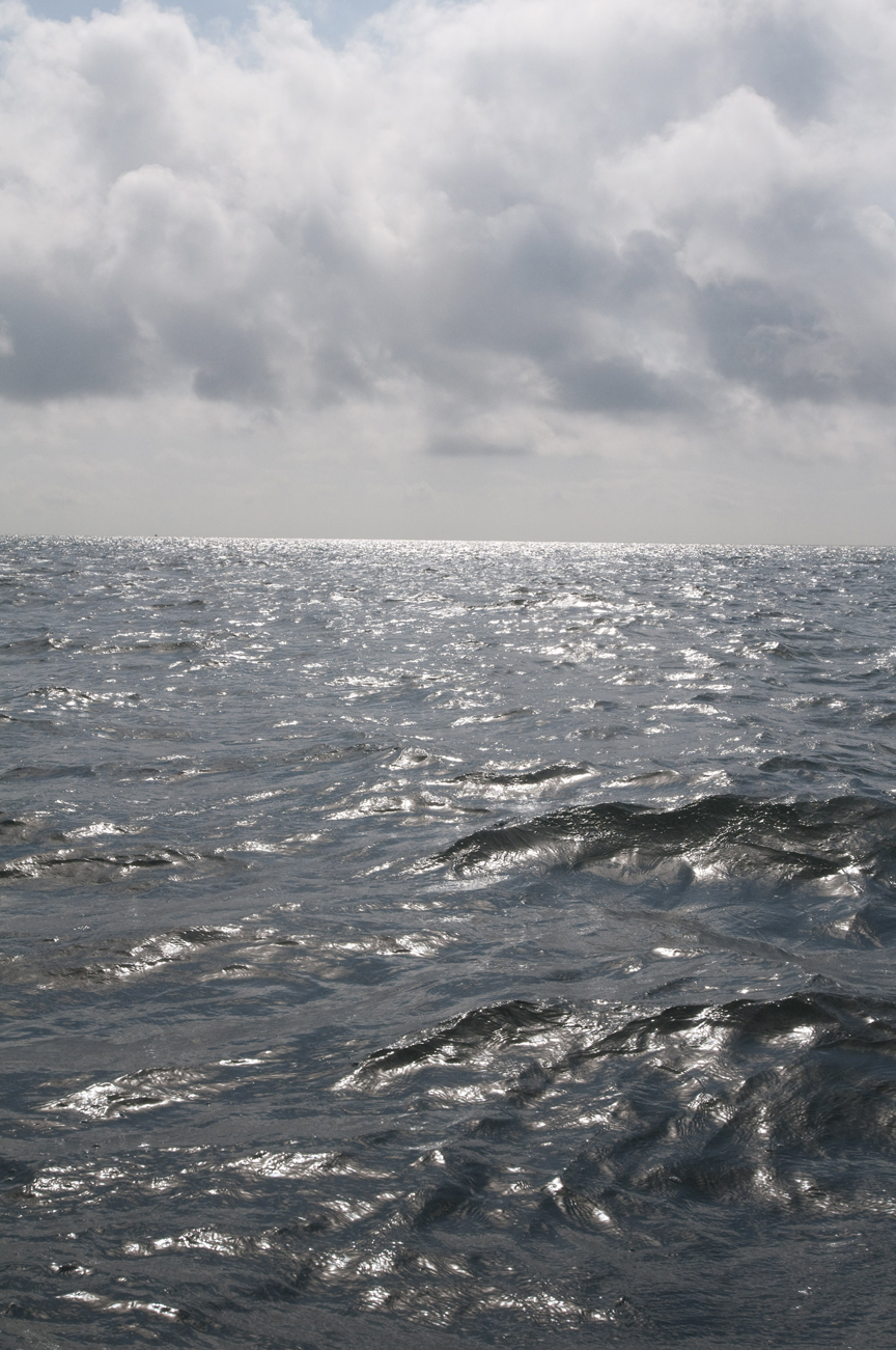 "Wild Gulf" 13" x 19," limited ed. photograph from the "Shifting Series," a body of work which is based around the wetlands of Southeast LA by: Michael Varisco