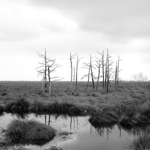 Richard Sexton - "Ensemble of Dying Trees" 